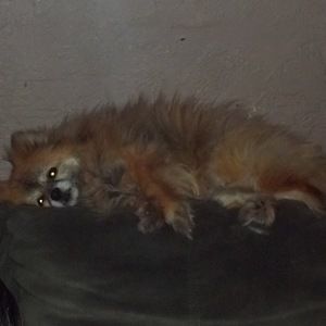 Meet your Posher, Joan